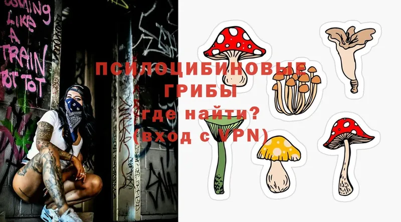 Псилоцибиновые грибы Cubensis  Ногинск 